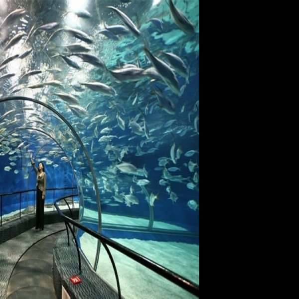 上海海洋水族馆 - 图片10