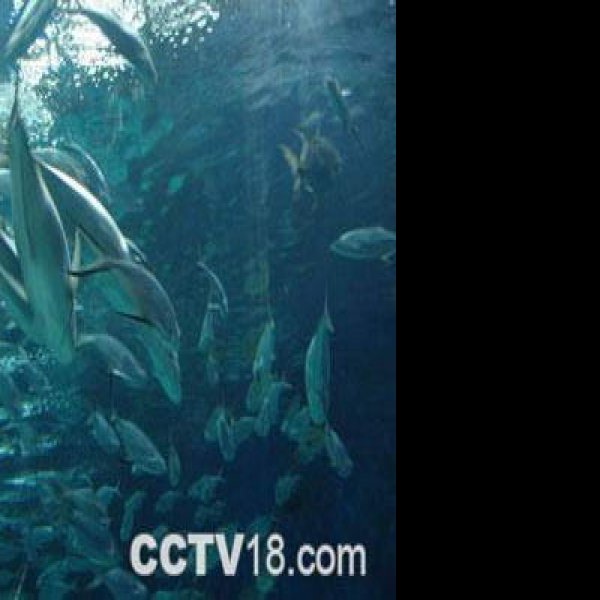 上海海洋水族馆 - 图片2