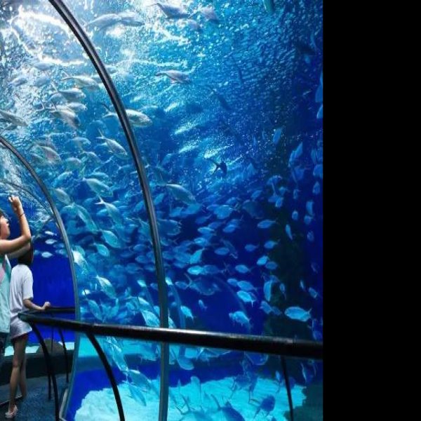 上海海洋水族馆 - 图片3