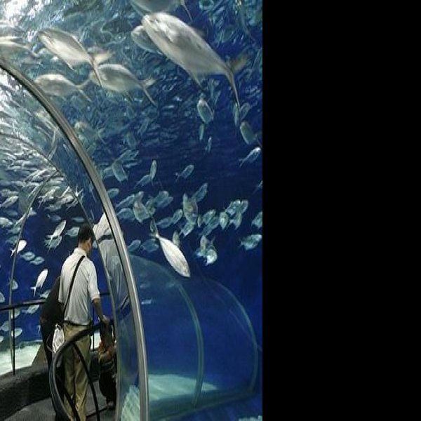上海海洋水族馆 - 图片4
