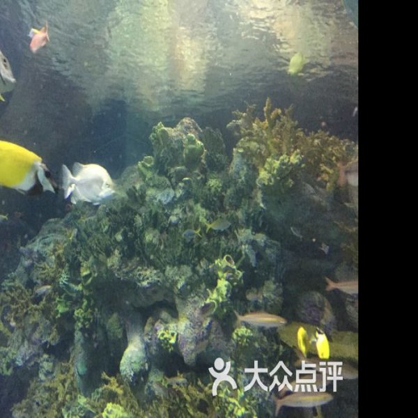 上海海洋水族馆 - 图片5