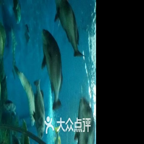 上海海洋水族馆 - 图片6