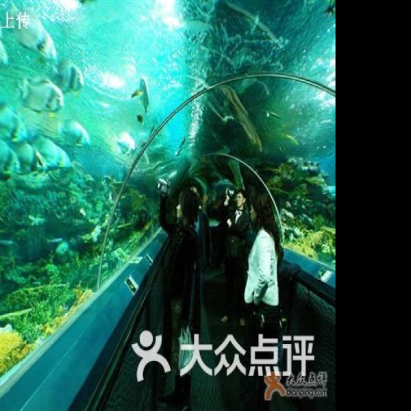 上海海洋水族馆 - 图片7
