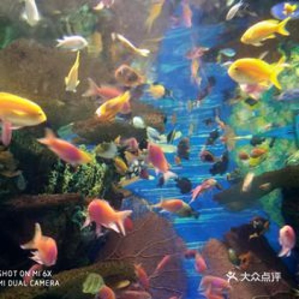 上海海洋水族馆 - 图片8