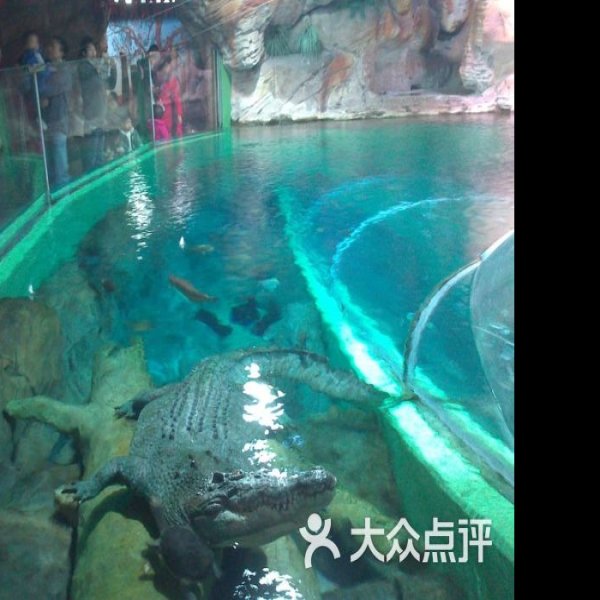 上海海洋水族馆 - 图片9