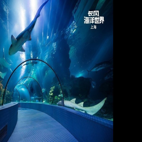 上海长风海洋世界 - 图片2