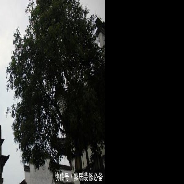 黄山许国石坊 - 图片10