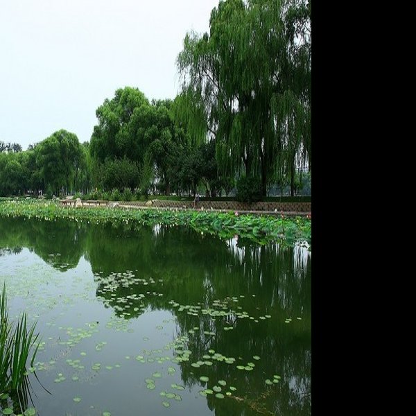 北京玉渊潭公园 - 图片7