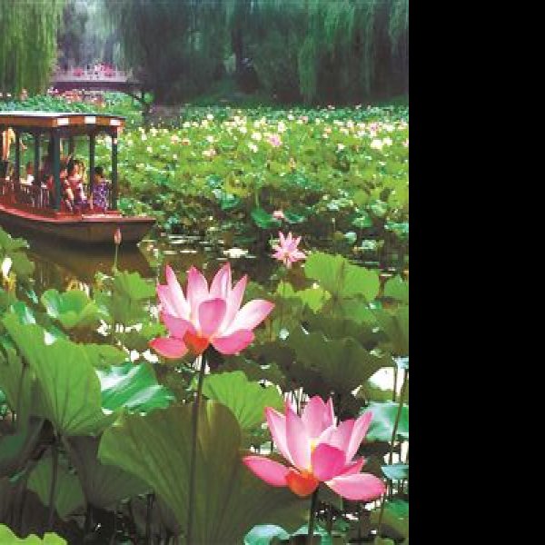 北京紫竹院公园 - 图片9