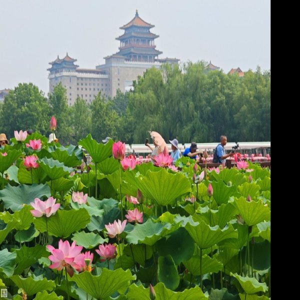 北京莲花池公园 - 图片1