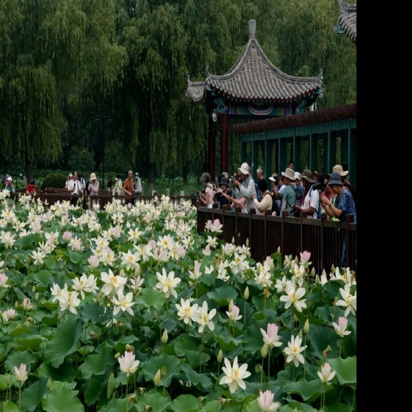 北京莲花池公园 - 图片4