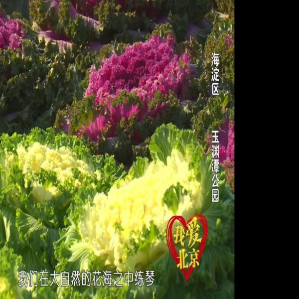 北京玉渊潭公园新园区 - 图片3
