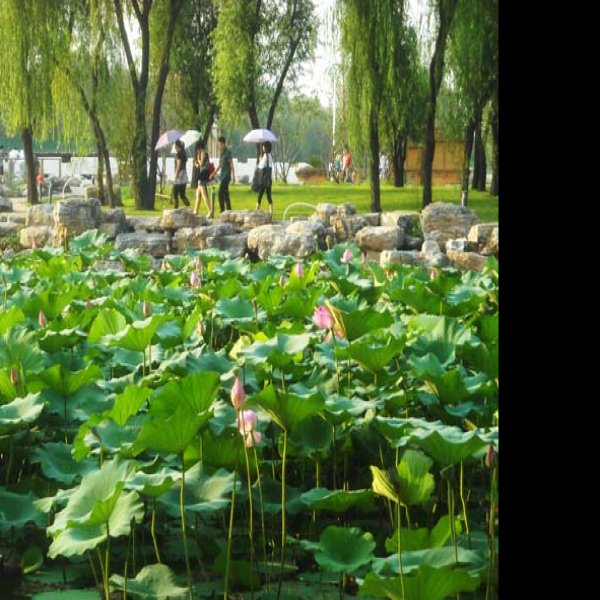 唐山南湖公园 - 图片6