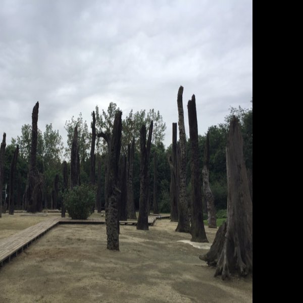 四川金沙遗址 - 图片10