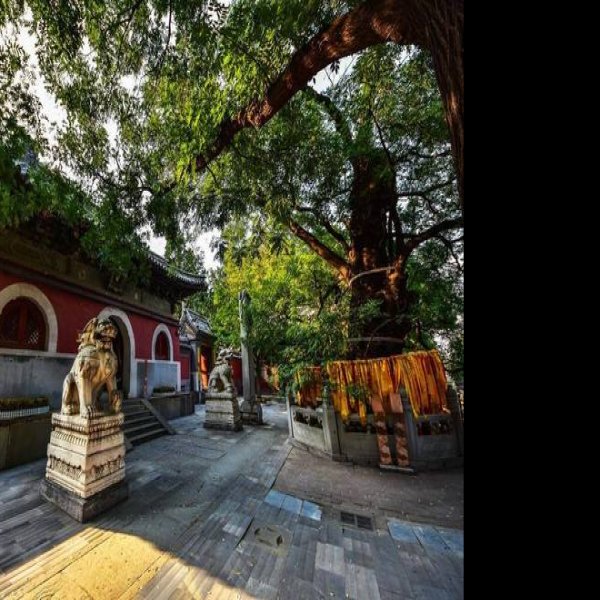 北京戒台寺 - 图片1
