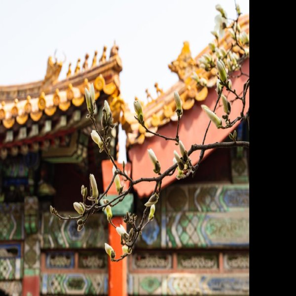 北京故宫御花园 - 图片4