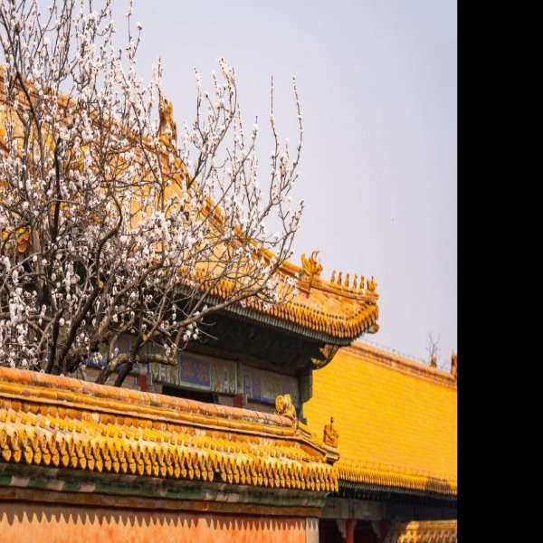 北京故宫御花园 - 图片5