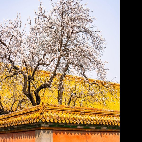 北京故宫御花园 - 图片7