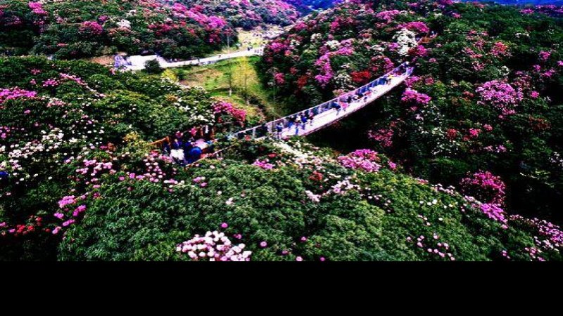 毕节百里杜鹃