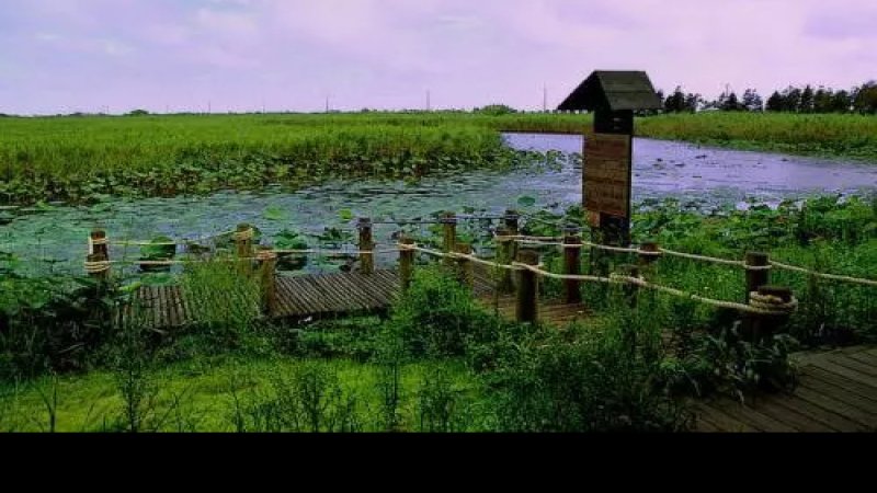 上海崇明东滩湿地公园