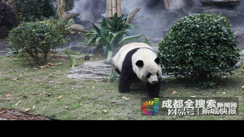 成都熊猫基地
