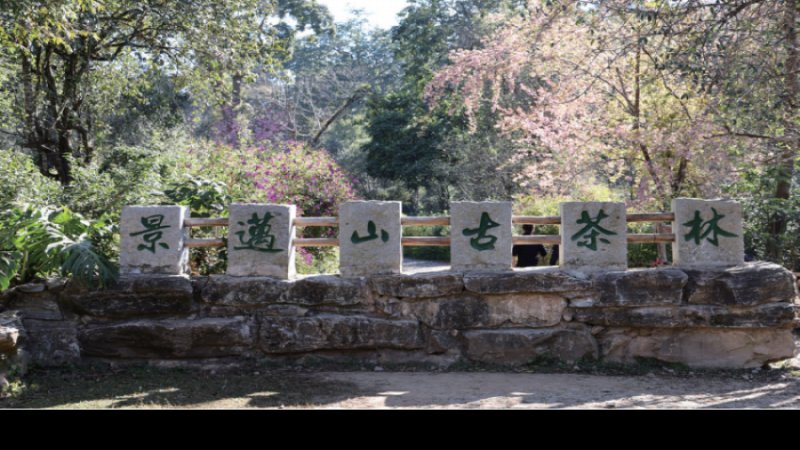 临沧凤庆古茶林