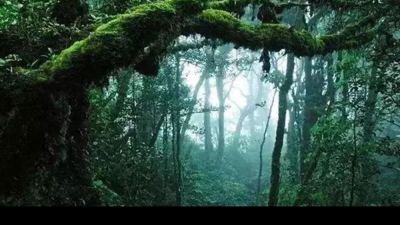 西双版纳热带雨林
