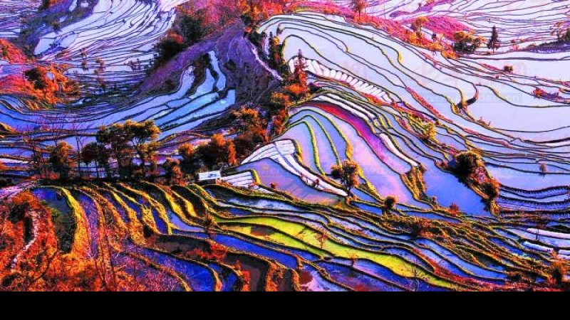 云南元阳哈尼梯田