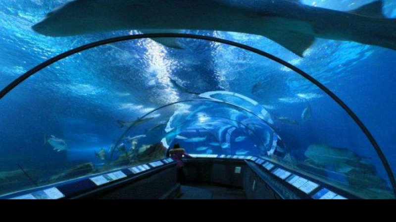 上海海洋水族馆