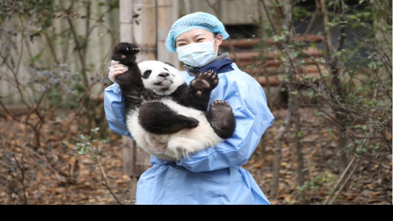 四川成都大熊猫繁育研究基地