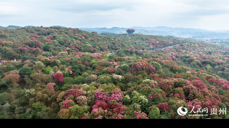 贵州毕节百里杜鹃