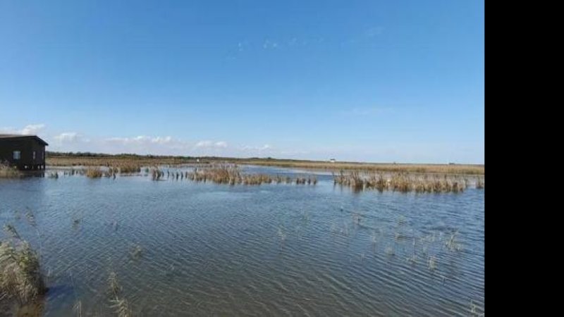 崇明东滩湿地