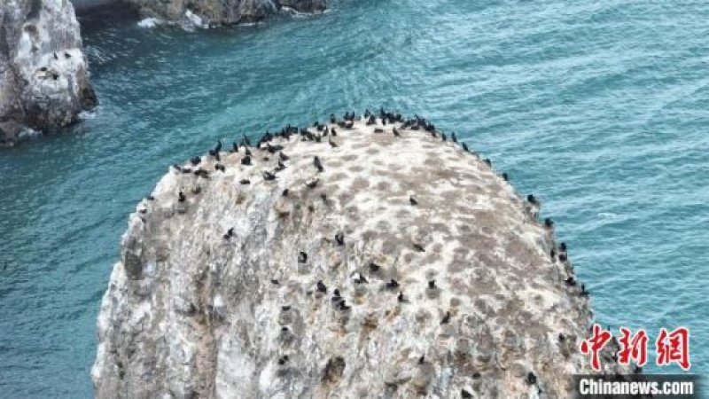 海南州青海湖鸟岛