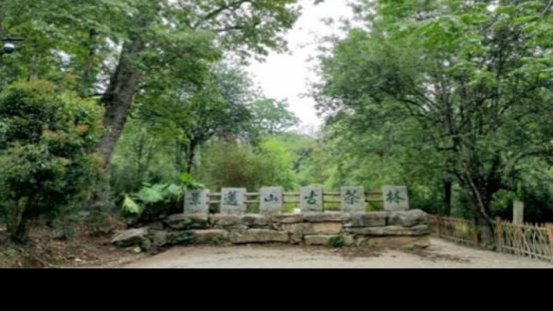 普洱景迈山古茶林