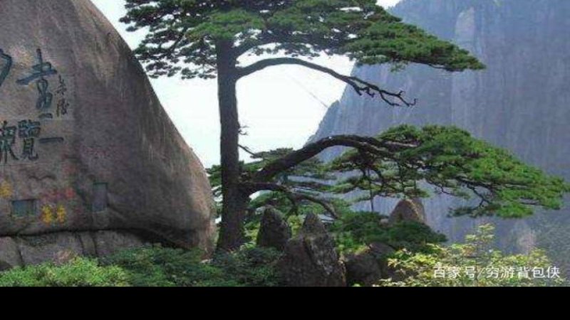 安徽黄山迎客松
