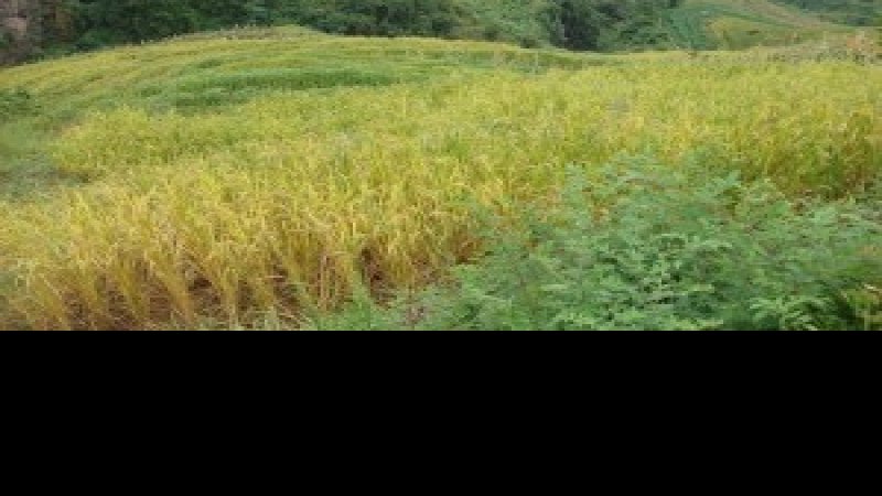 叶家湾遗址