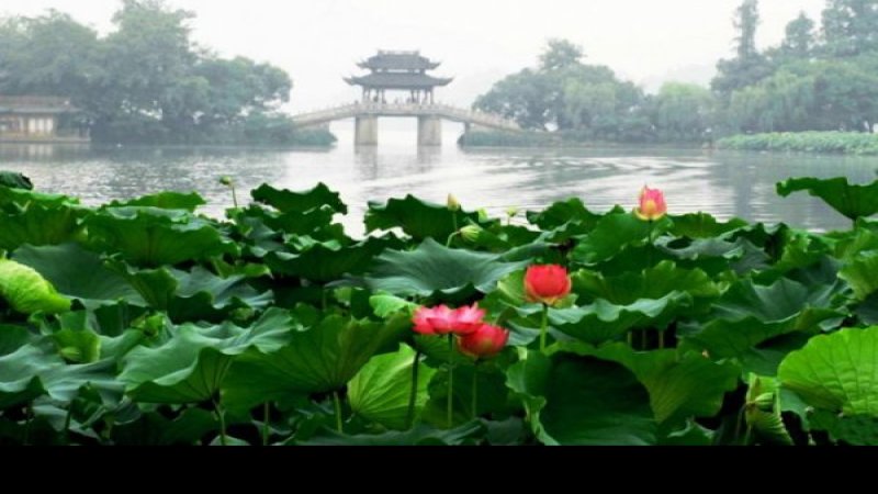 曲院风荷